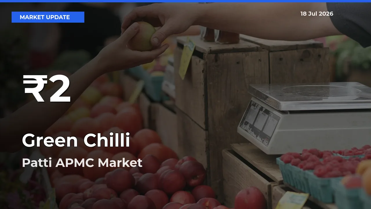 Green Chilli Mandi Rate Today: 30-Day Low Recorded in Patti APMC