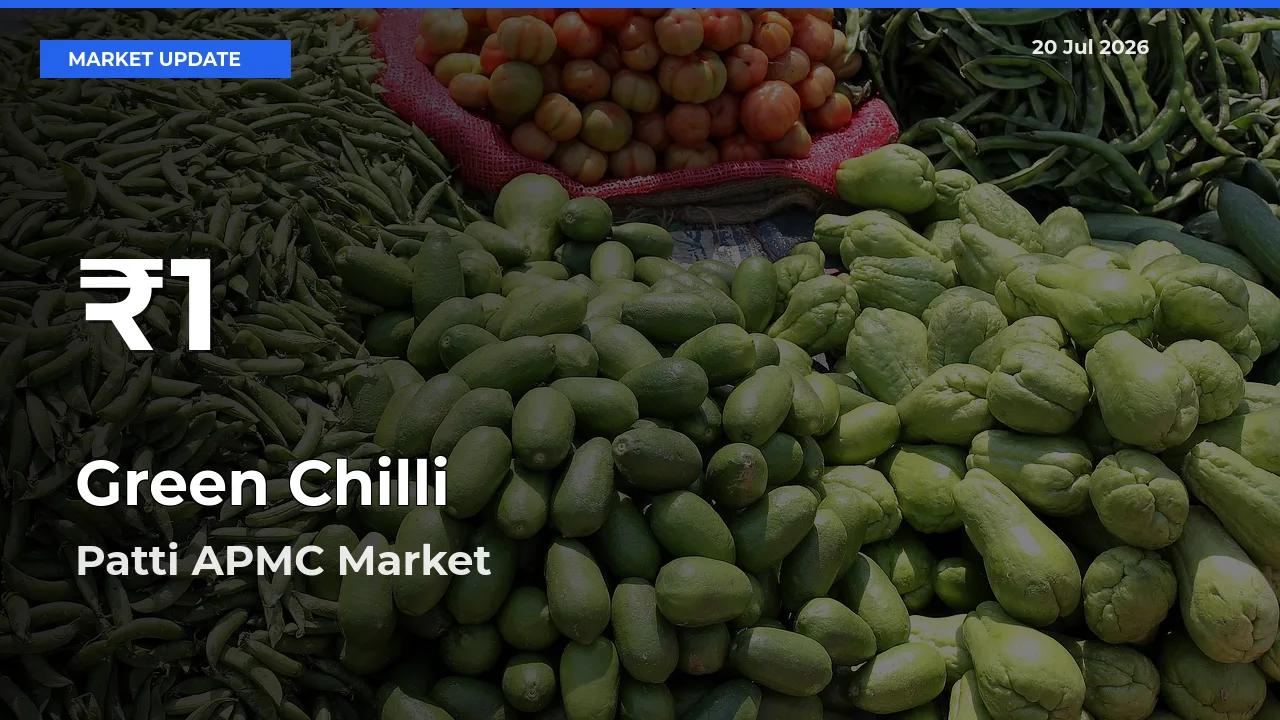Green Chilli Mandi Rate Today: 30-Day Low Recorded in Patti APMC
