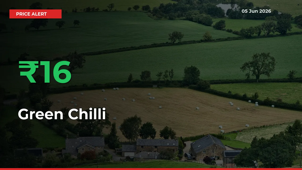 Big Rally! Green Chilli Climbs 15.75% in 24 Hours at Top Mandis