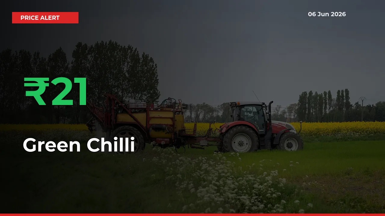 Why Green Chilli Prices Rose 20.59% in a Day at Mandis