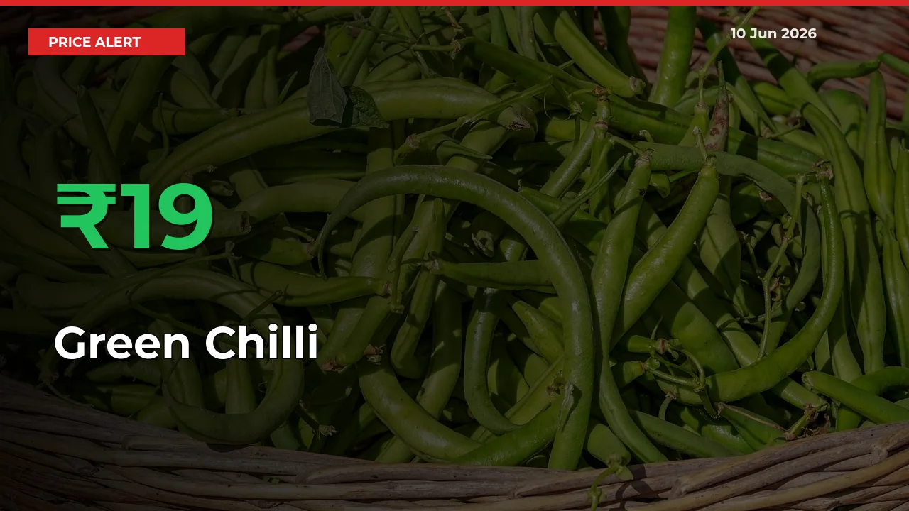 Farmers Cheer as Green Chilli Prices Surge 19.26% in Local Mandis