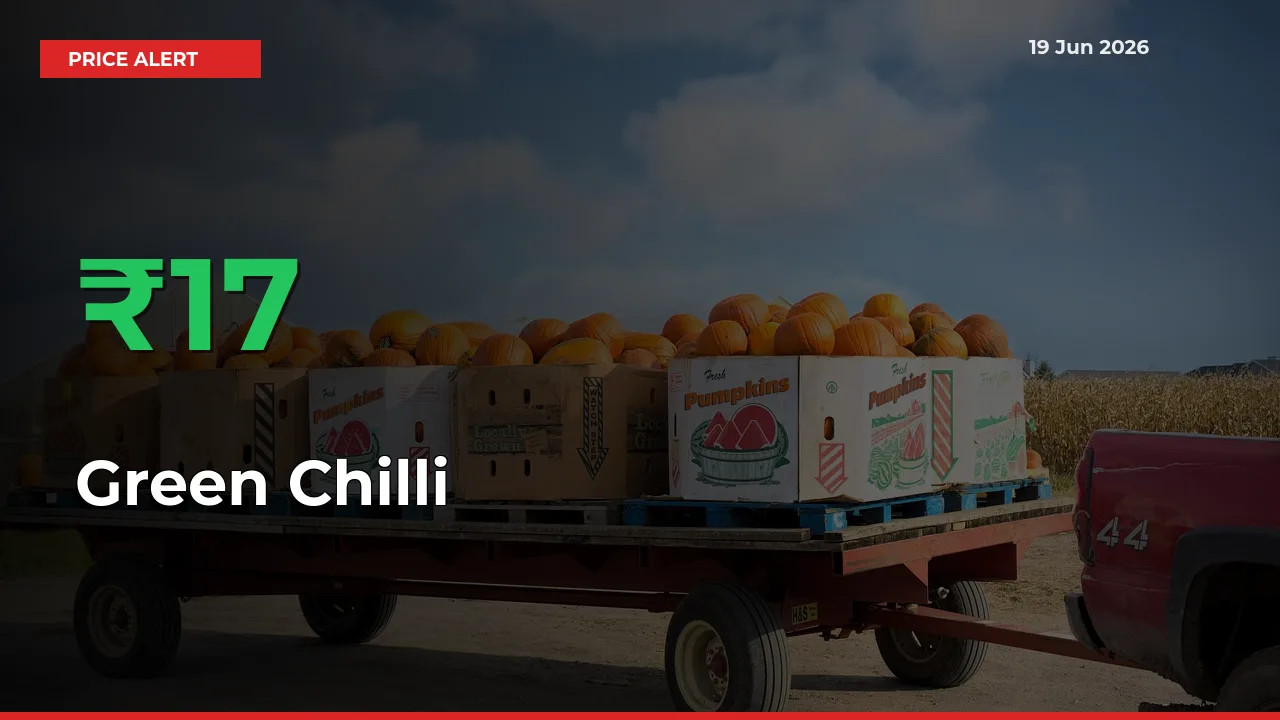 Sharp Jump! Green Chilli Prices Climb 17.27% in 24 Hours at Key Mandis