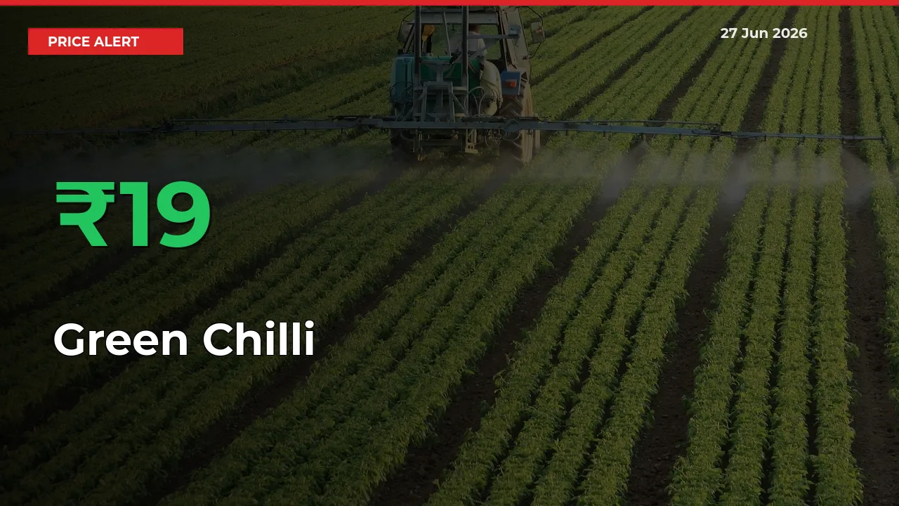 Why Green Chilli Prices Rose 18.82% in a Day at Mandis