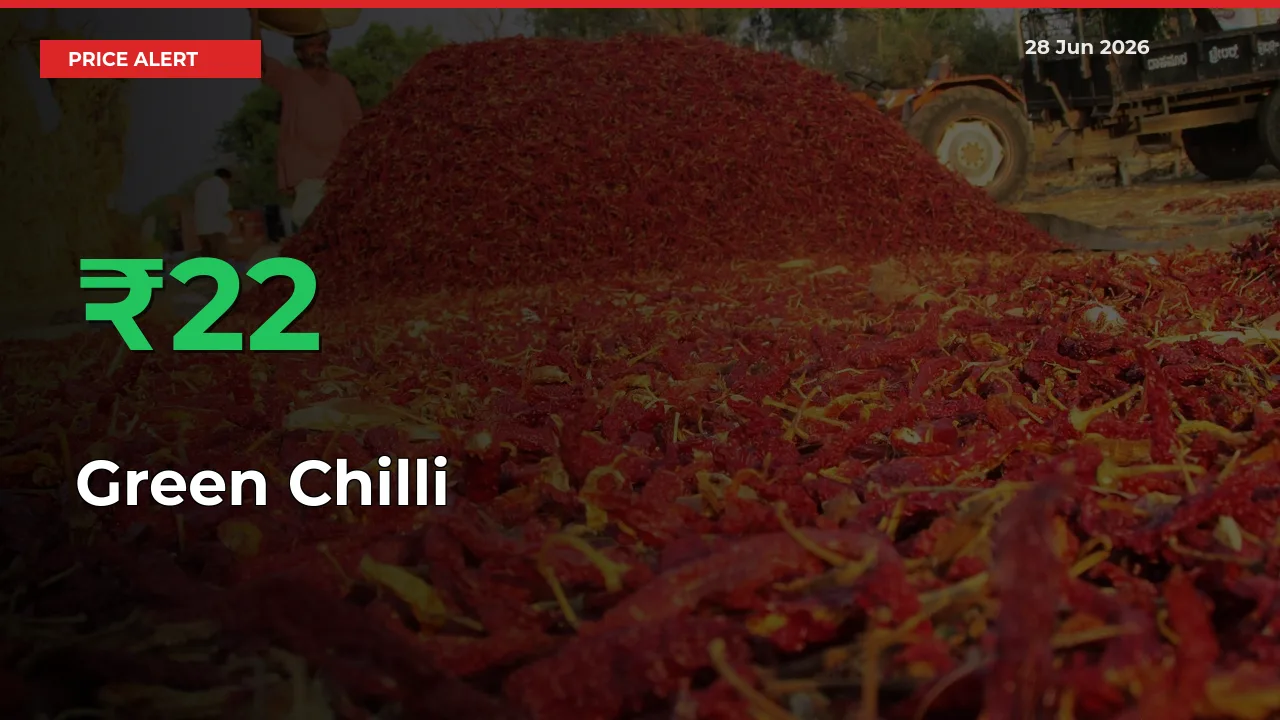 21.99% Spike in Green Chilli Prices – Mandi Sees Sudden Rally