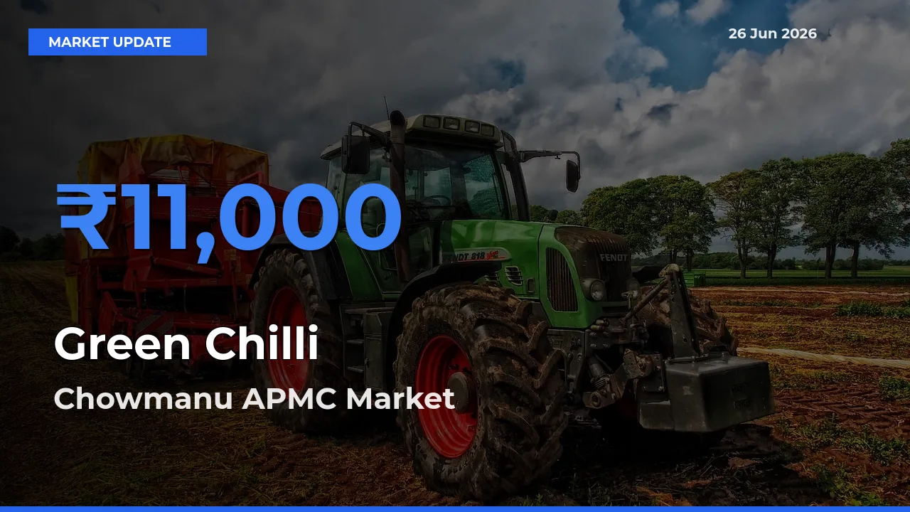 Chowmanu APMC Tops Green Chilli Rates – June 26 Market Update