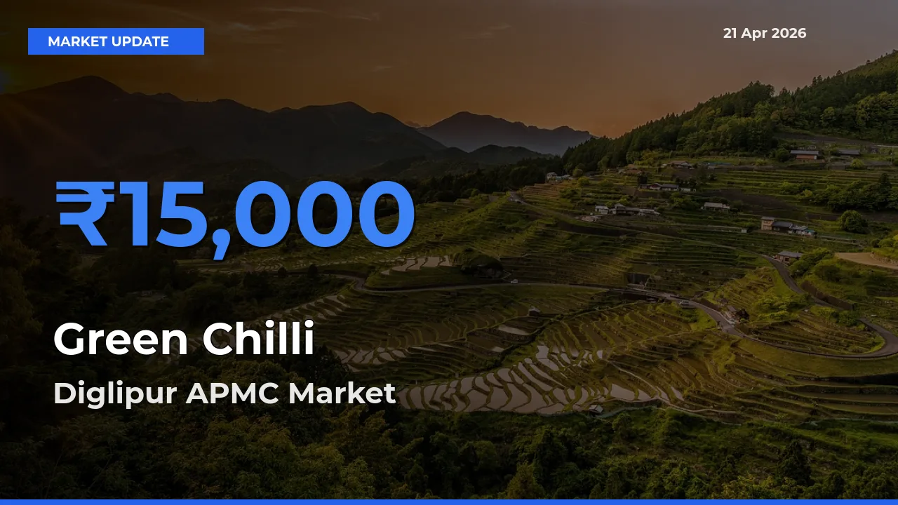 Diglipur APMC Tops Green Chilli Rates – April 21 Market Update