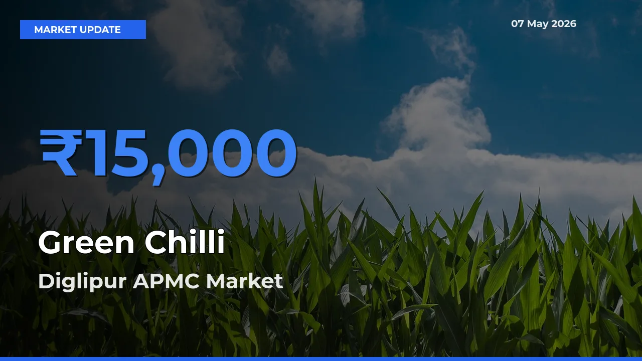 Diglipur APMC Tops Green Chilli Mandi Rates Today