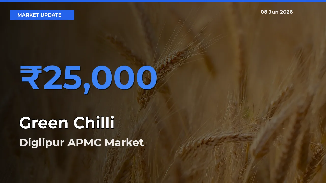 Market Watch: Diglipur APMC Becomes Top Mandi for Green Chilli