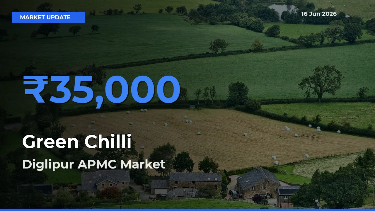 Market Watch: Diglipur APMC Becomes Top Mandi for Green Chilli