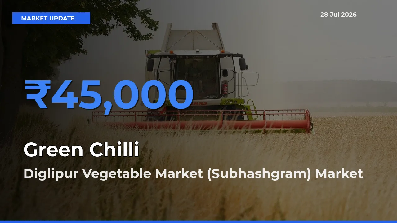Farmers Prefer Diglipur Vegetable Market (Subhashgram), North and Middle Andaman, Andaman and Nicobar as Green Chilli Hits Highest Rate
