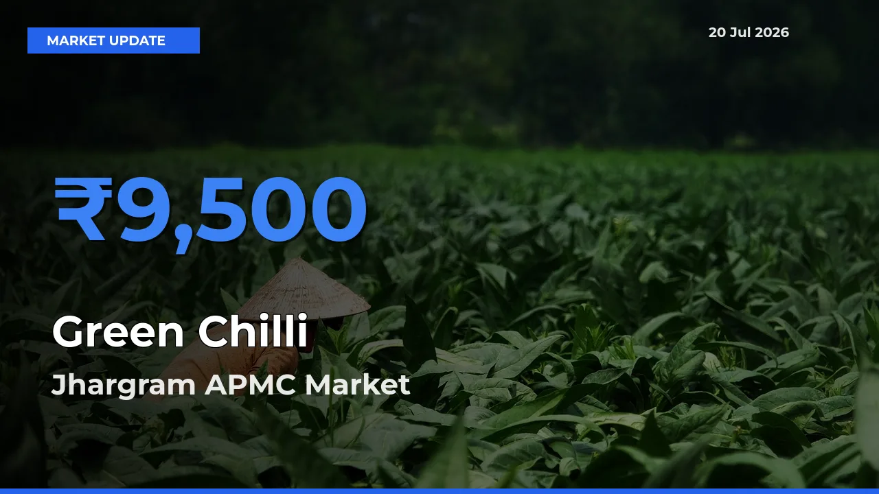 Green Chilli Mandi Rate Today: Jhargram APMC Tops the List