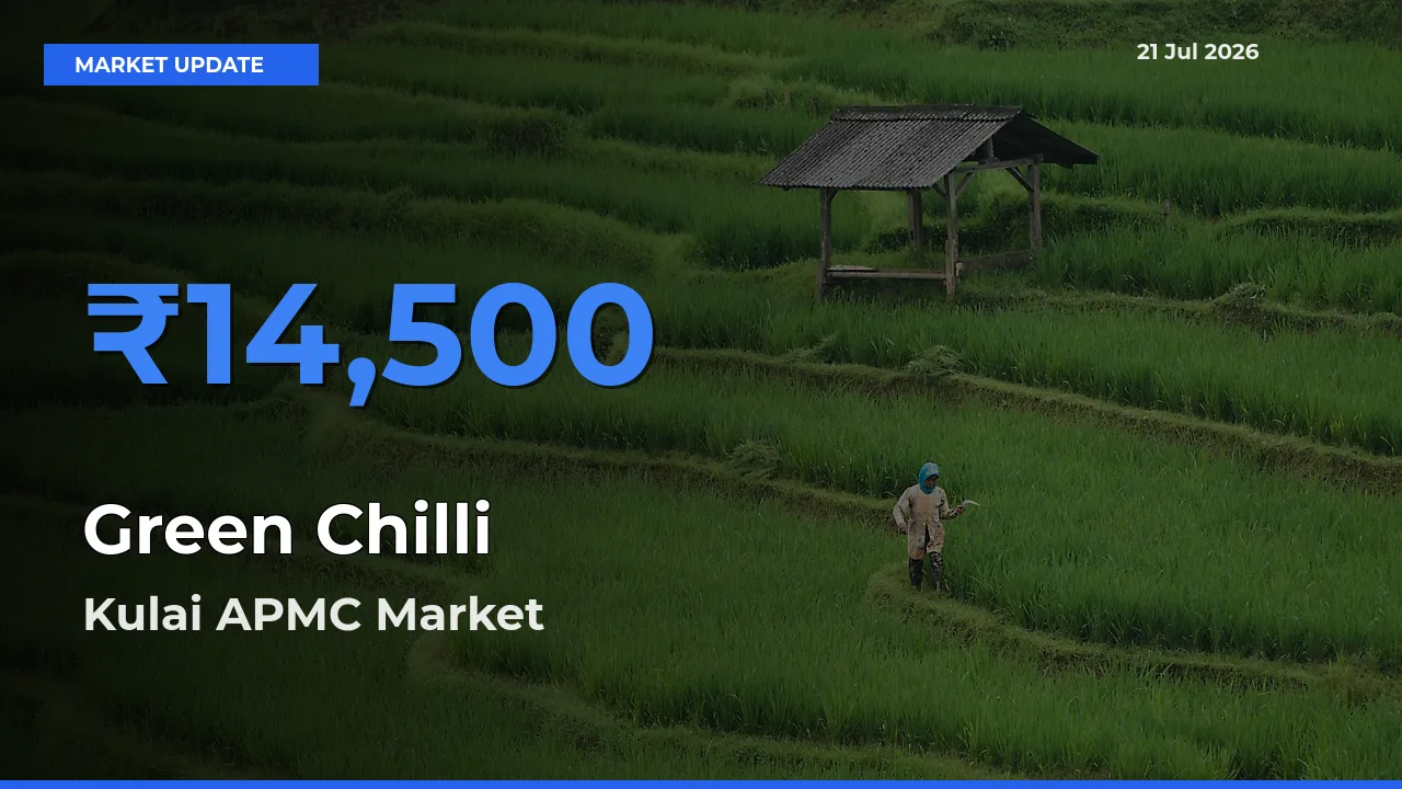 Kulai APMC Emerges as Top Mandi for Green Chilli Prices Today