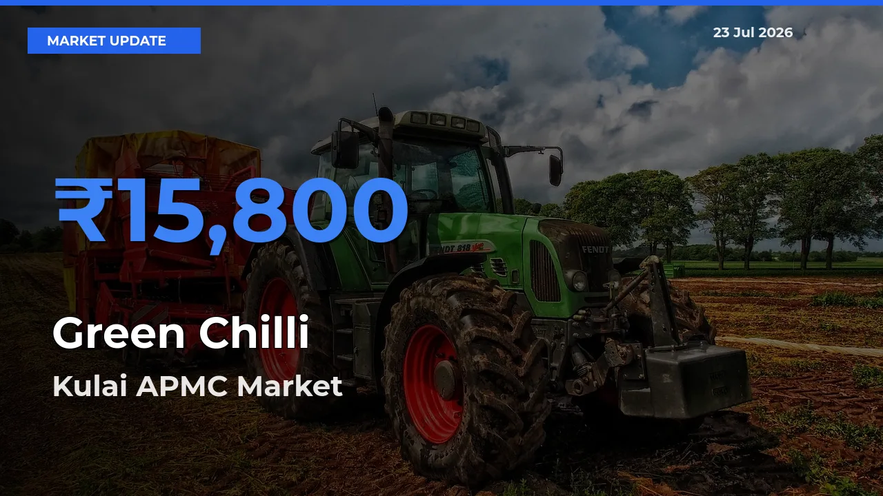 Market Watch: Kulai APMC Becomes Top Mandi for Green Chilli