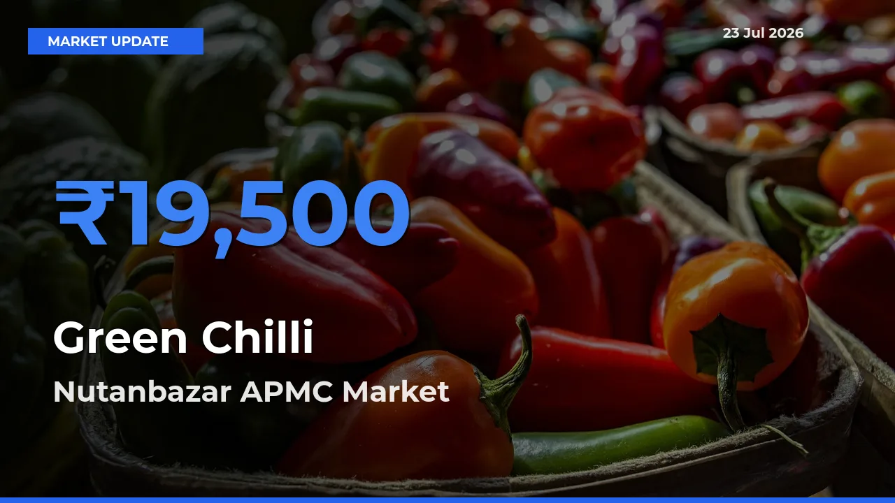 Nutanbazar APMC Offers ₹19,500 – Highest Green Chilli Rate Today