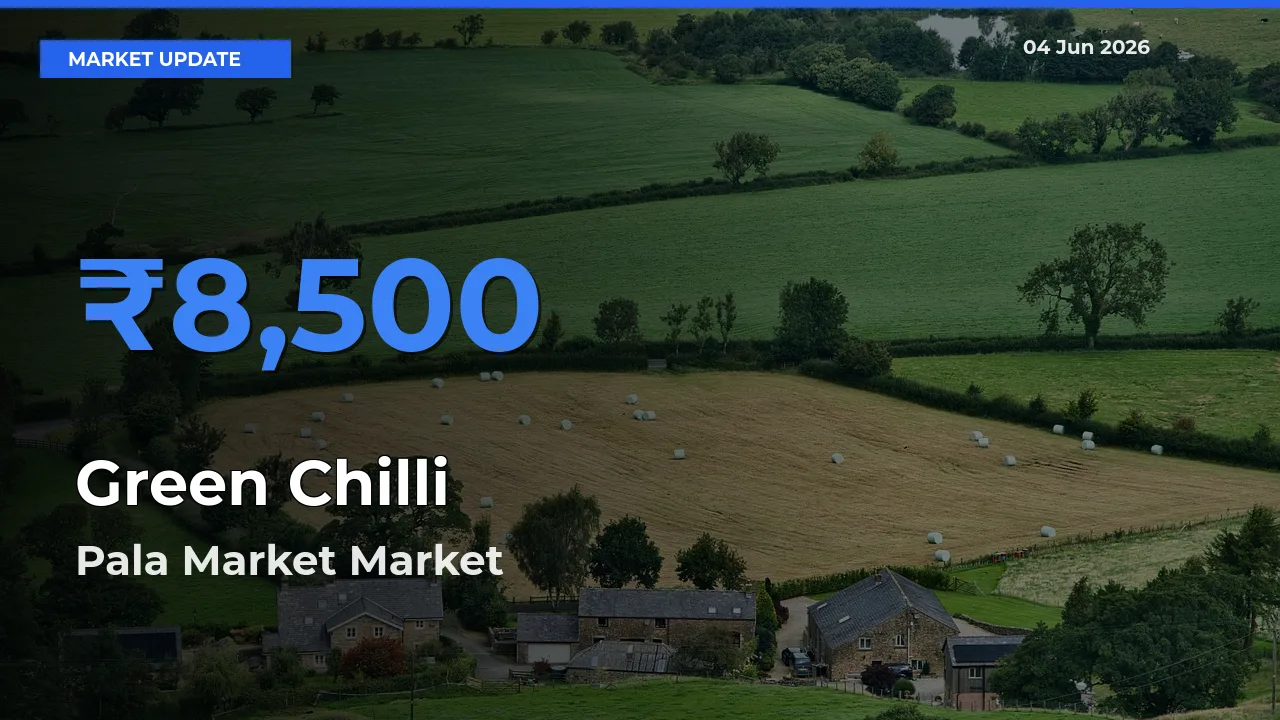 Pala Market Tops Green Chilli Mandi Rates Today