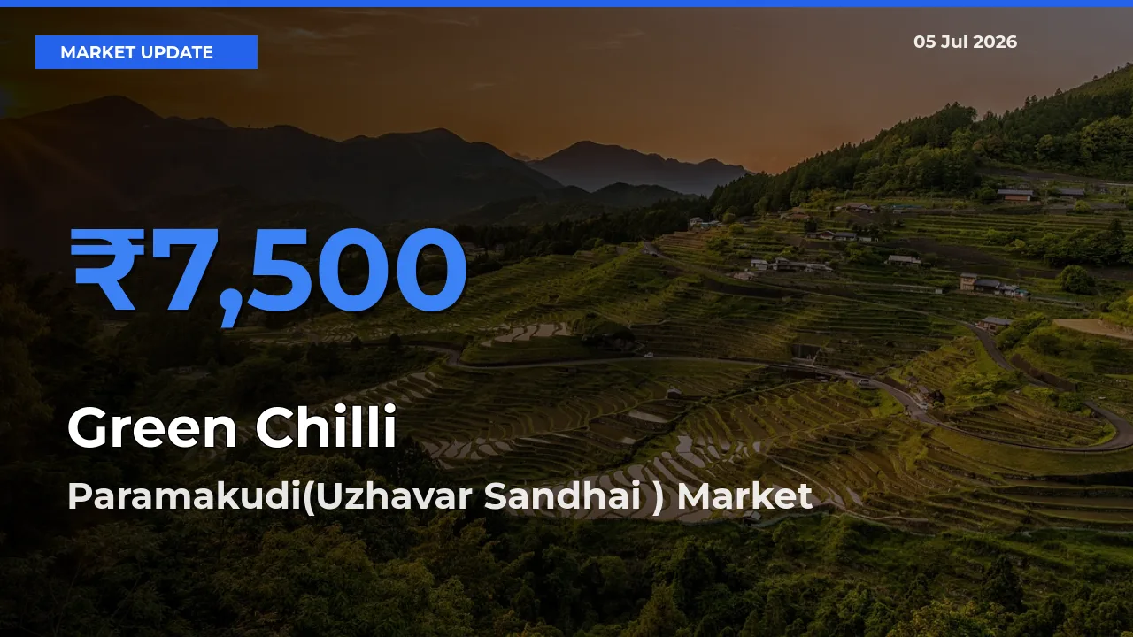 Paramakudi(Uzhavar Sandhai ) Leads as Top Mandi for Green Chilli Prices