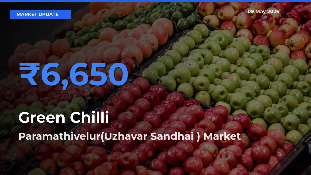 Green Chilli Mandi Rate Today: Paramathivelur(Uzhavar Sandhai ) Tops the List