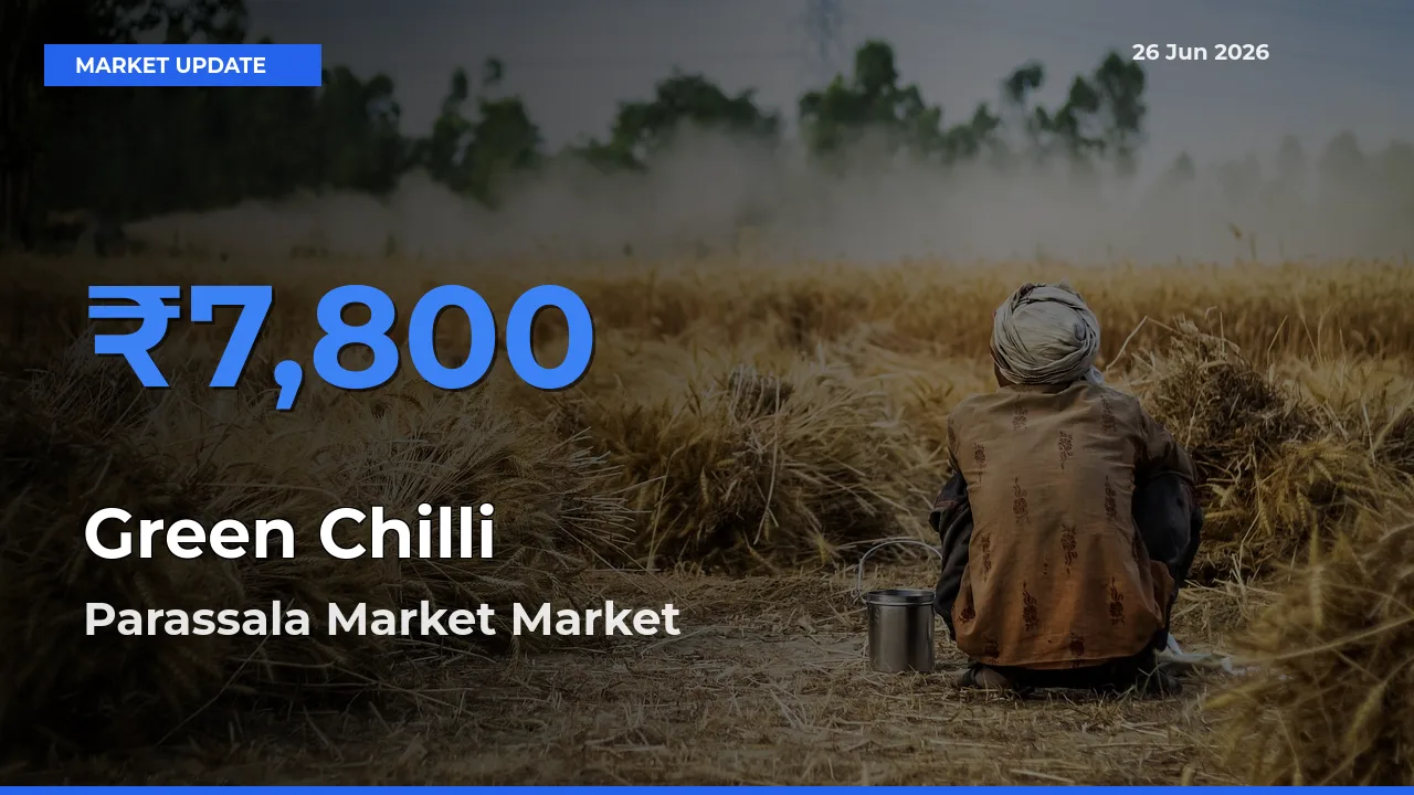Parassala Market Leads as Top Mandi for Green Chilli Prices