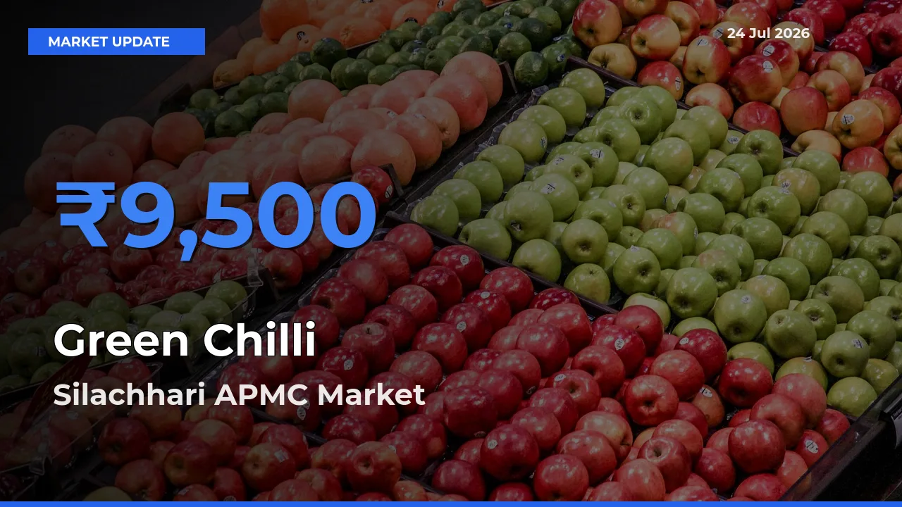 Farmers Prefer Silachhari APMC as Green Chilli Hits Highest Rate