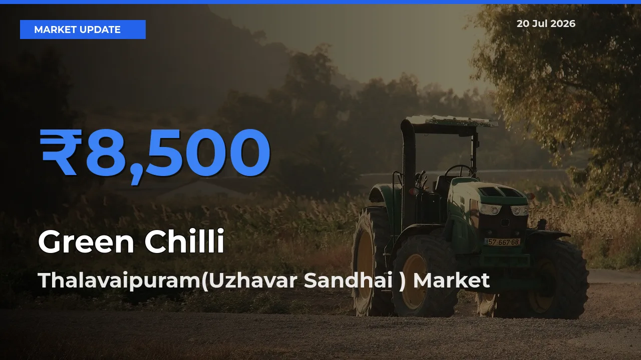 Market Watch: Thalavaipuram(Uzhavar Sandhai ) Becomes Top Mandi for Green Chilli