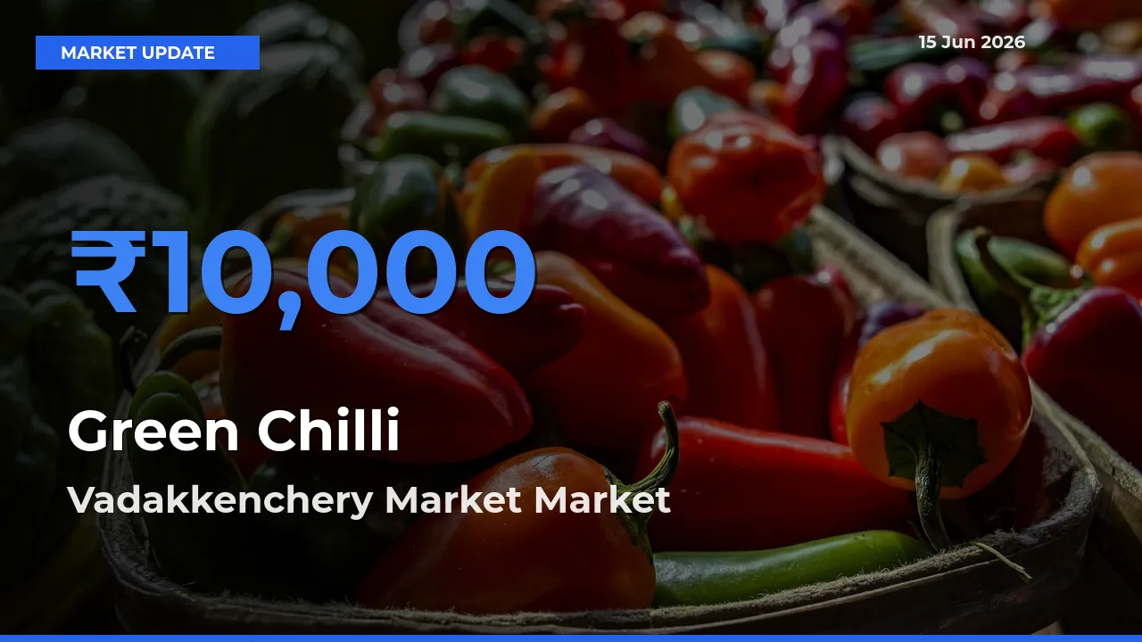 Vadakkenchery Market Tops Green Chilli Mandi Rates Today