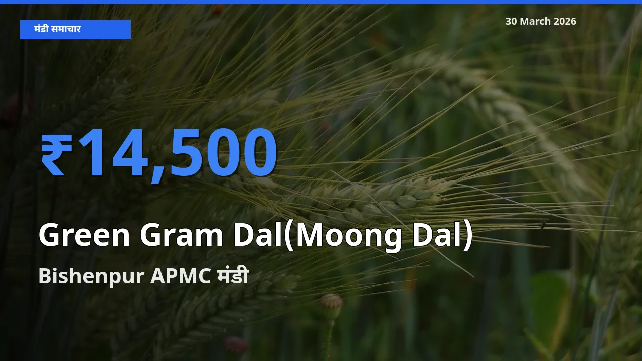 Bishenpur APMC मंडी में मूंग दाल ₹14,500 पर पहुँचा – आज का सर्वोच्च भाव