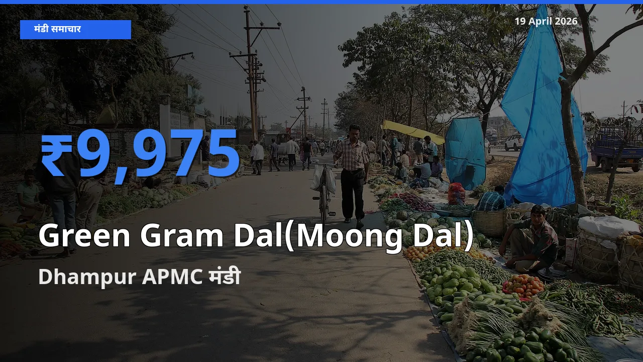 आज मूंग दाल के सबसे ज़्यादा दाम Dhampur APMC मंडी में दर्ज
