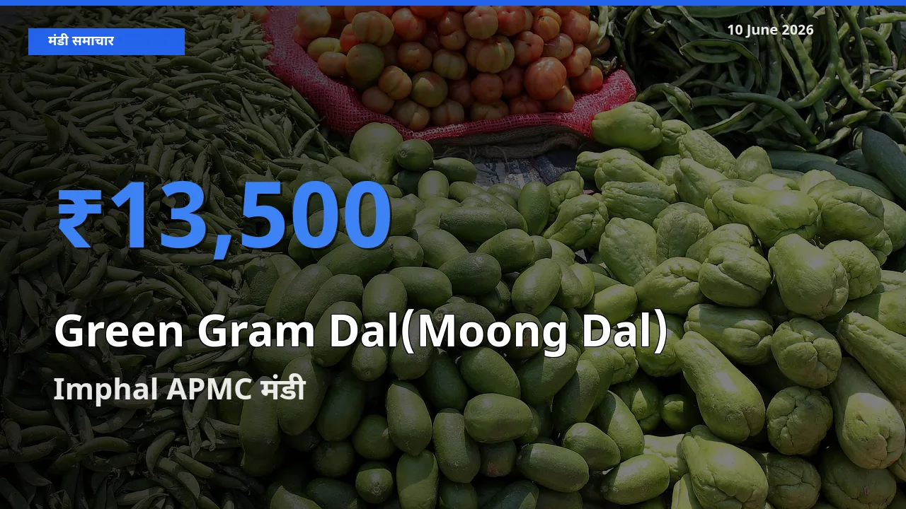 Imphal APMC मंडी में आज मूंग दाल के सबसे ऊँचे दाम दर्ज