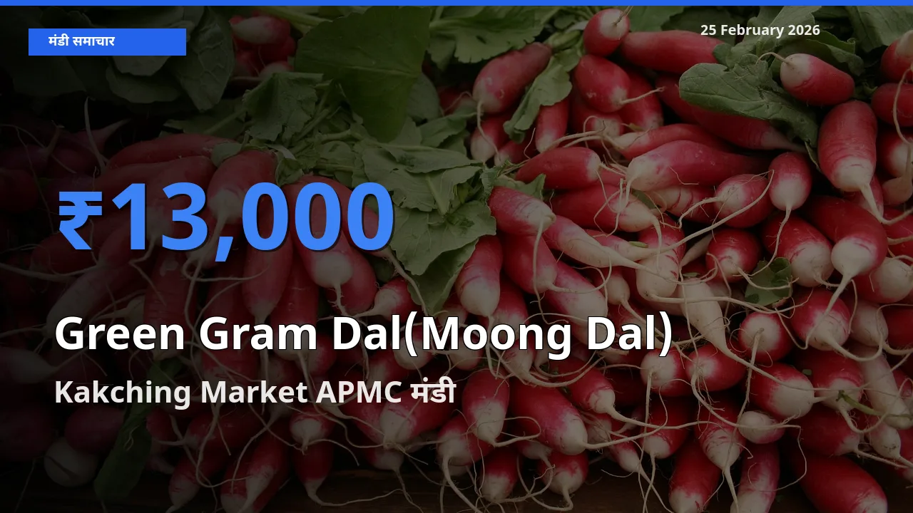 आज Green Gram Dal(Moong Dal) के सबसे ऊँचे दाम ₹13,000 Kakching Market APMC मंडी में