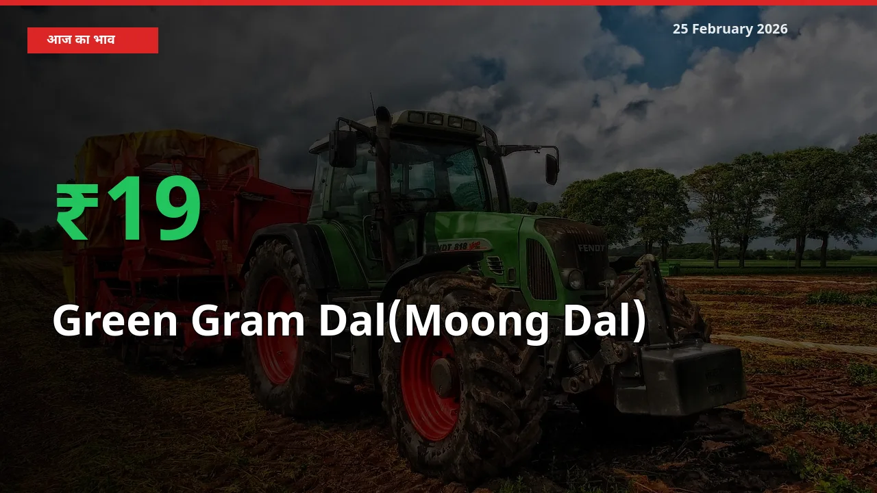 स्थानीय मंडी में Green Gram Dal(Moong Dal) के दाम अचानक 19.34% उछले, किसान सतर्क
