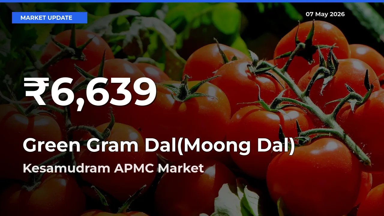 Green Gram Dal(Moong Dal) Prices Touch 30-Day Low in Kesamudram APMC – May 07 Update