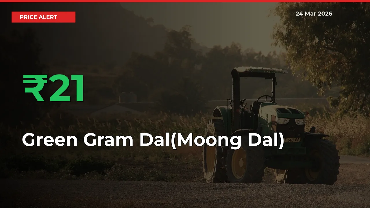 Why Green Gram Dal(Moong Dal) Prices Rose 20.61% in a Day at Mandis