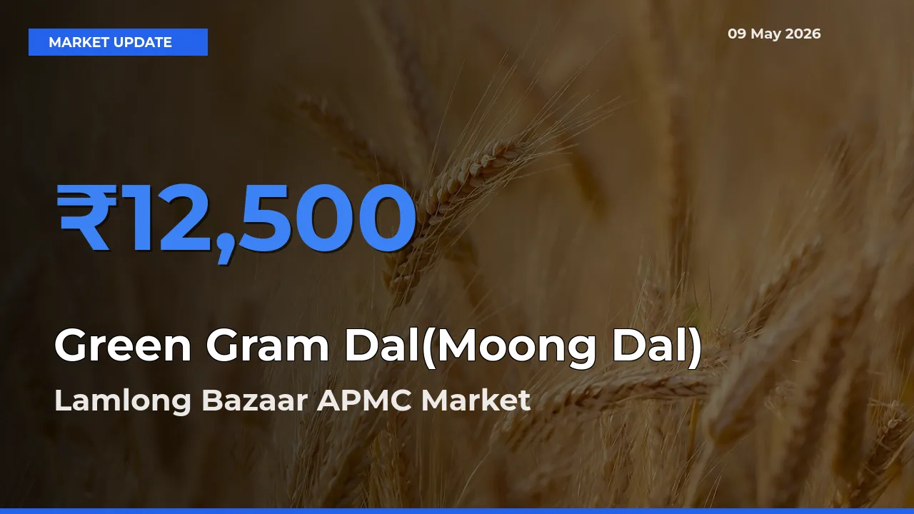 Lamlong Bazaar APMC Tops Green Gram Dal(Moong Dal) Rates – May 09 Market Update