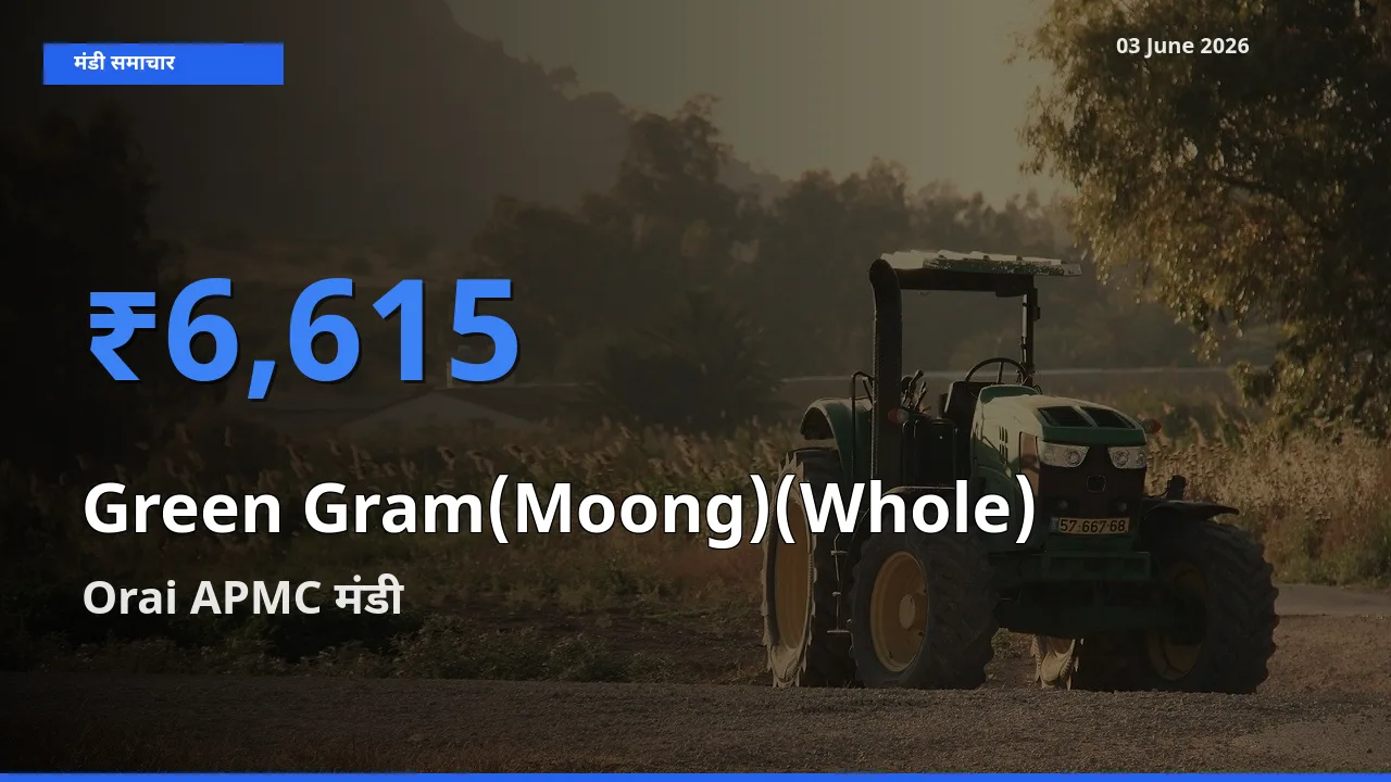 Orai APMC मंडी में आज साबुत मूंग के सबसे ऊँचे दाम दर्ज