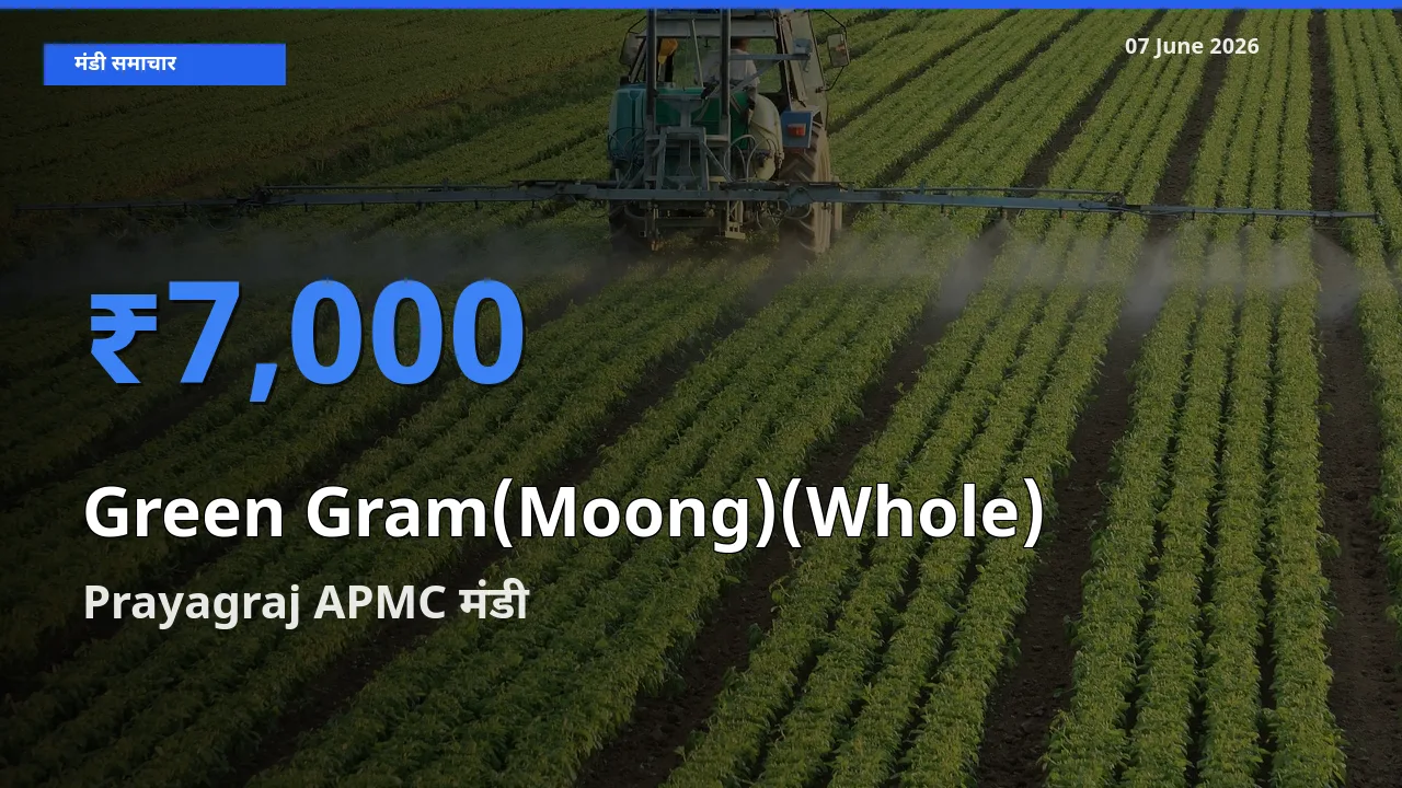 Prayagraj APMC में साबुत मूंग का आज सबसे ऊँचा भाव