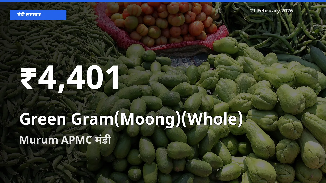 तेज़ गिरावट! Murum APMC में Green Gram(Moong)(Whole) के दाम 30 दिन के निचले स्तर पर