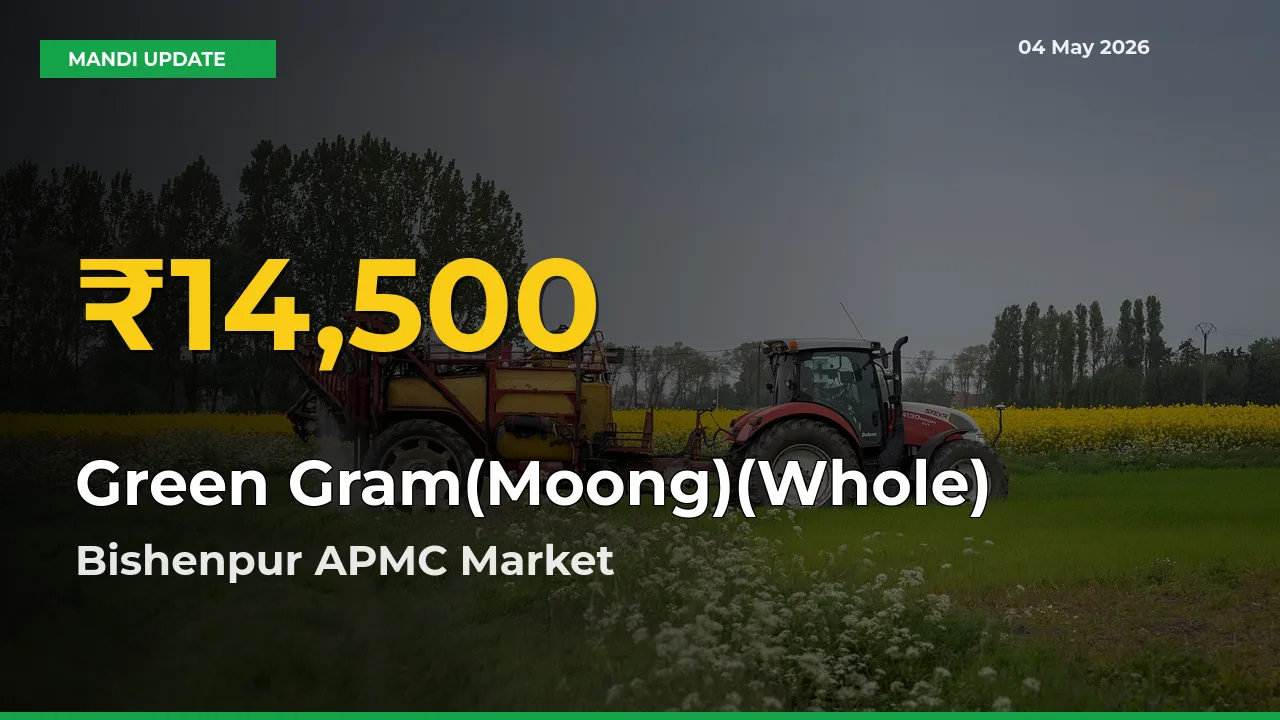 Big Jump in Green Gram(Moong)(Whole) Prices! Bishenpur APMC Records New Peak Today