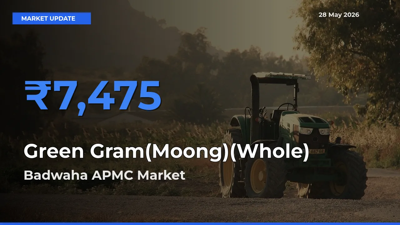 Badwaha APMC Emerges as Top Mandi for Green Gram(Moong)(Whole) Prices Today