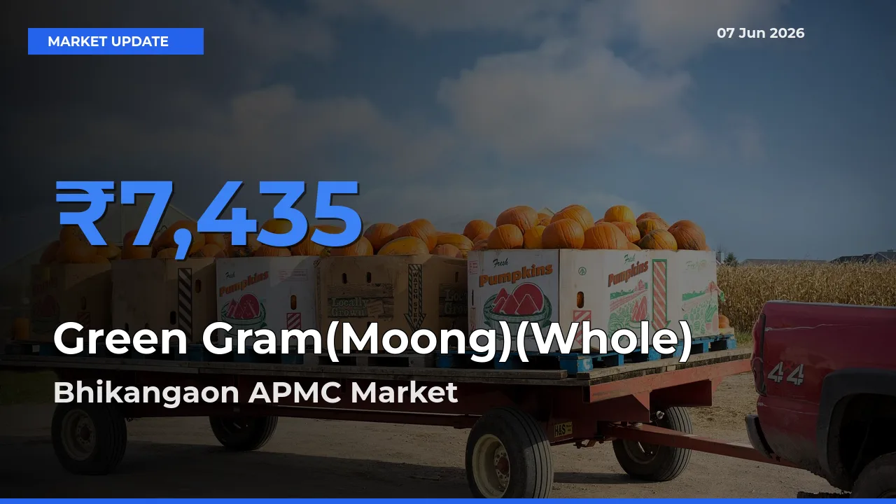 Farmers Prefer Bhikangaon APMC as Green Gram(Moong)(Whole) Hits Highest Rate