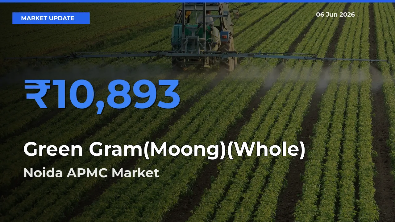 Noida APMC Tops Green Gram(Moong)(Whole) Mandi Rates Today
