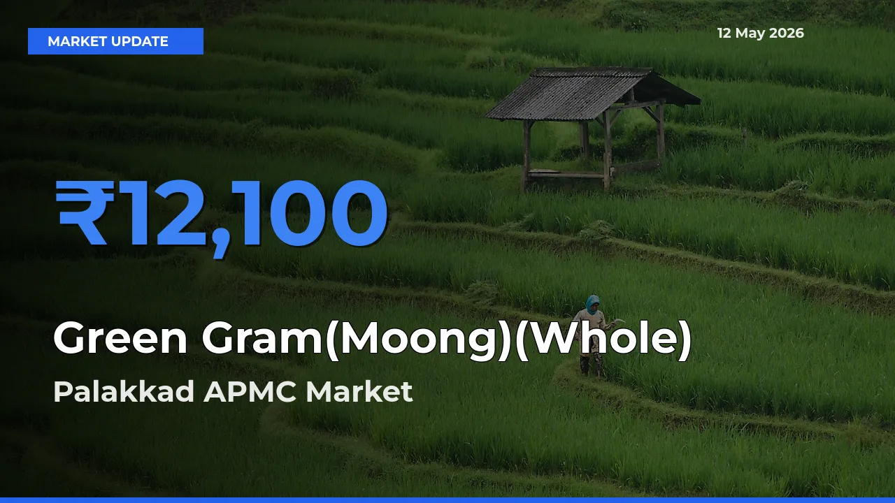 Palakkad APMC Offers ₹12,100 – Highest Green Gram(Moong)(Whole) Rate Today
