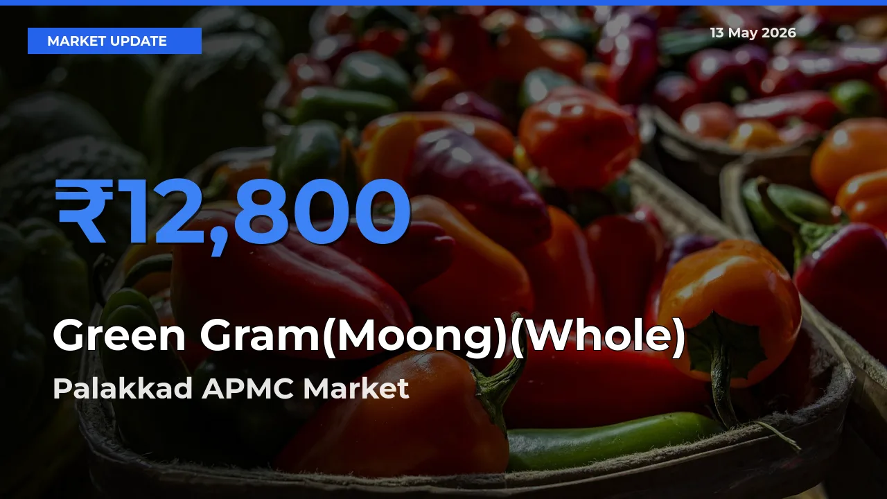 Palakkad APMC Offers ₹12,800 – Highest Green Gram(Moong)(Whole) Rate Today