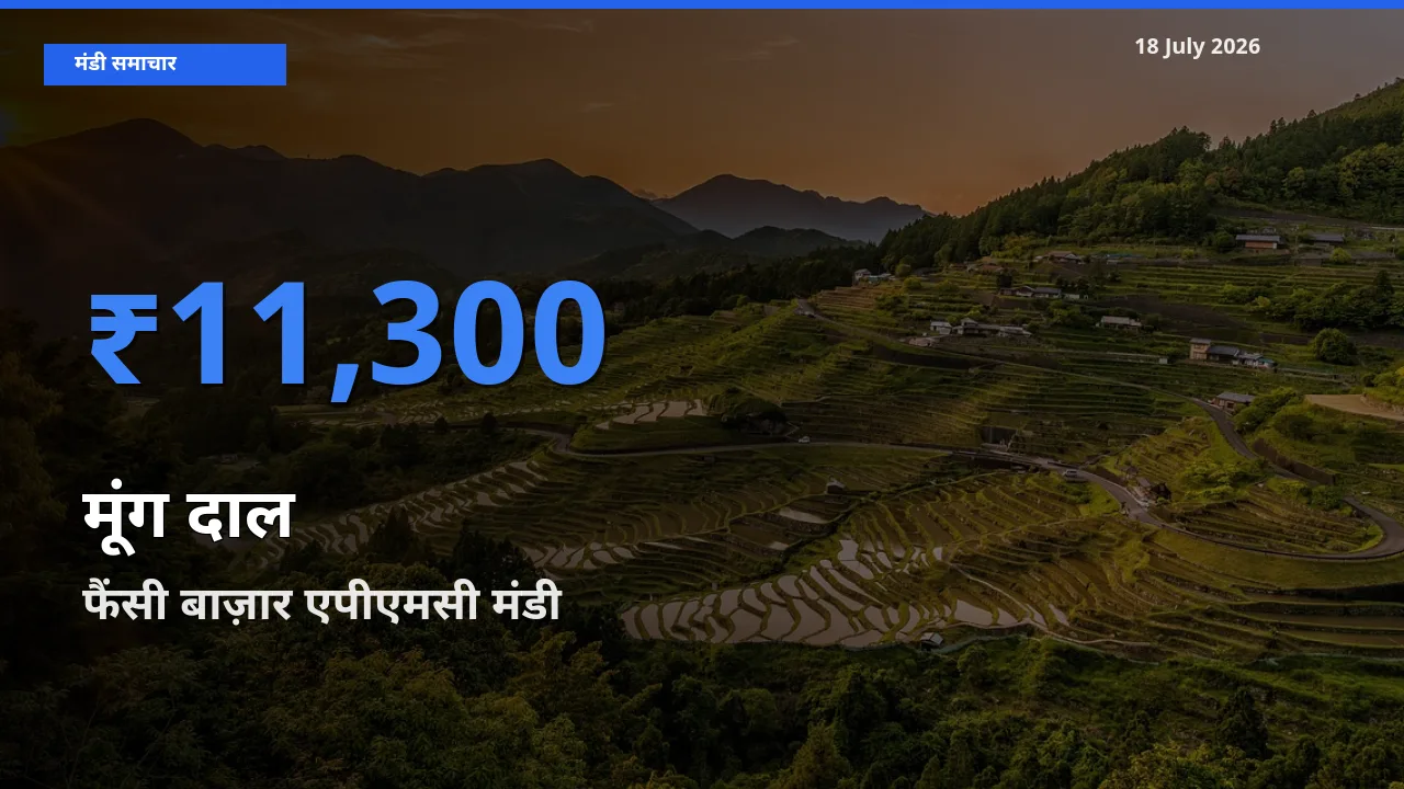 आज का मंडी भाव: मूंग दाल के सबसे ज़्यादा दाम फैंसी बाज़ार एपीएमसी में