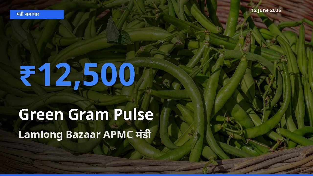 Lamlong Bazaar APMC मंडी में आज मूंग दाल के सबसे ऊँचे दाम दर्ज