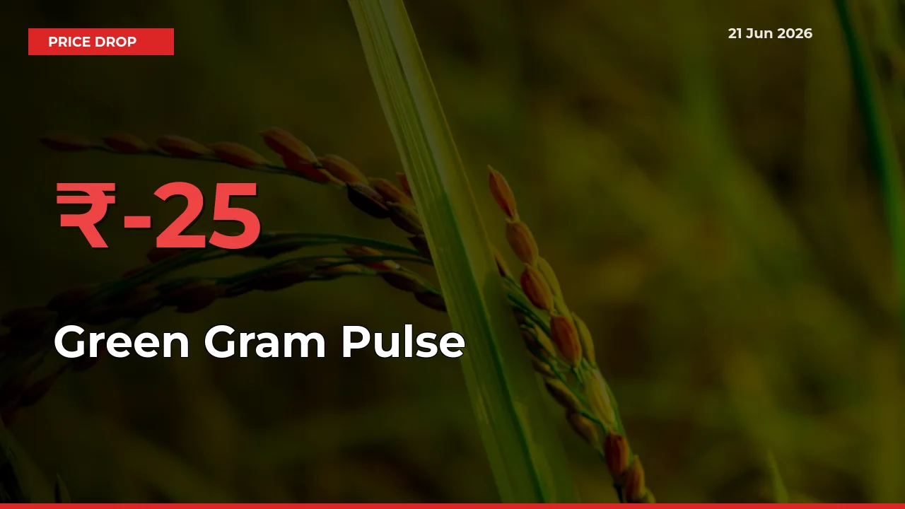 25.44% Drop in Green Gram Pulse Prices – Mandi Sees Sudden Fall