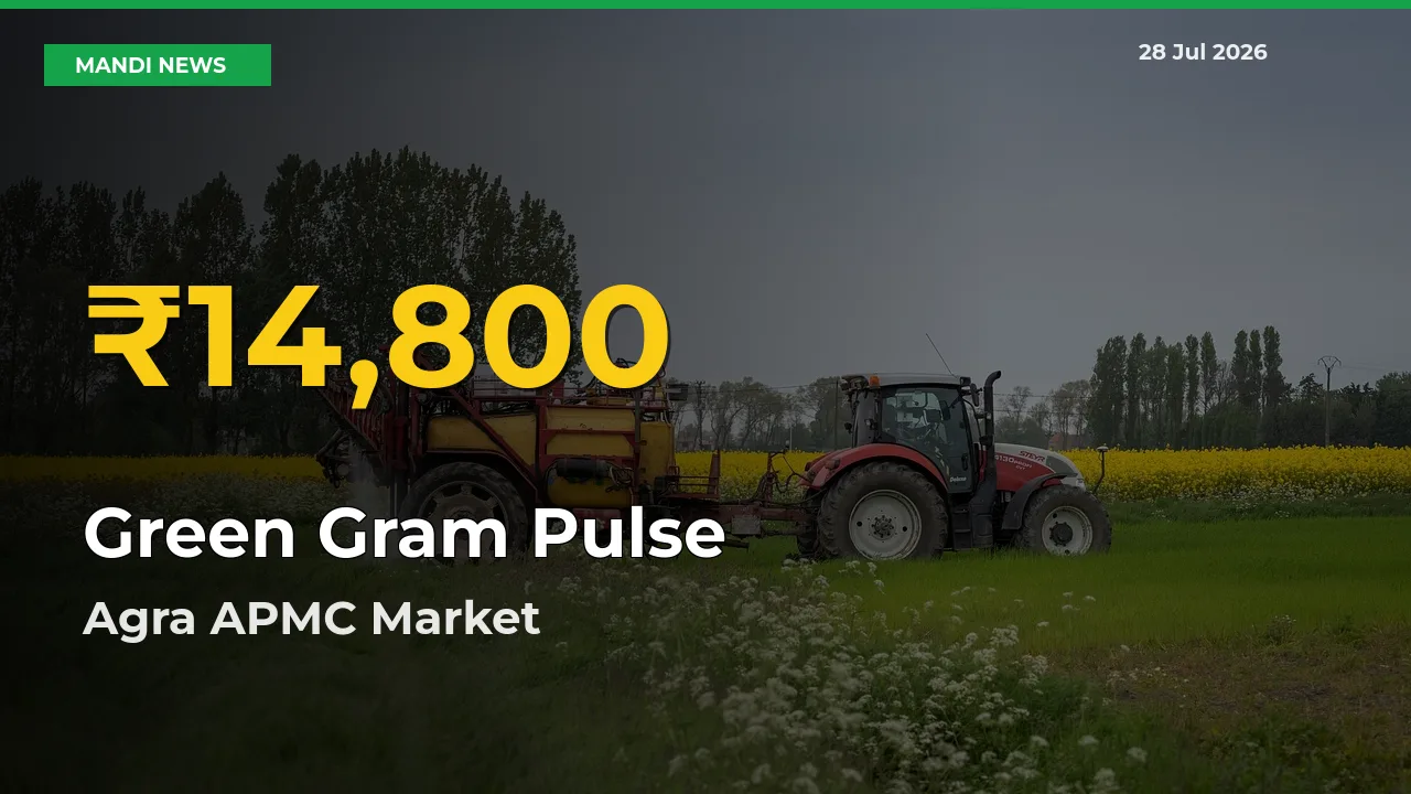 Agra APMC, Uttar Pradesh Leads as Green Gram Pulse Hits Highest Rate – July 28 Update