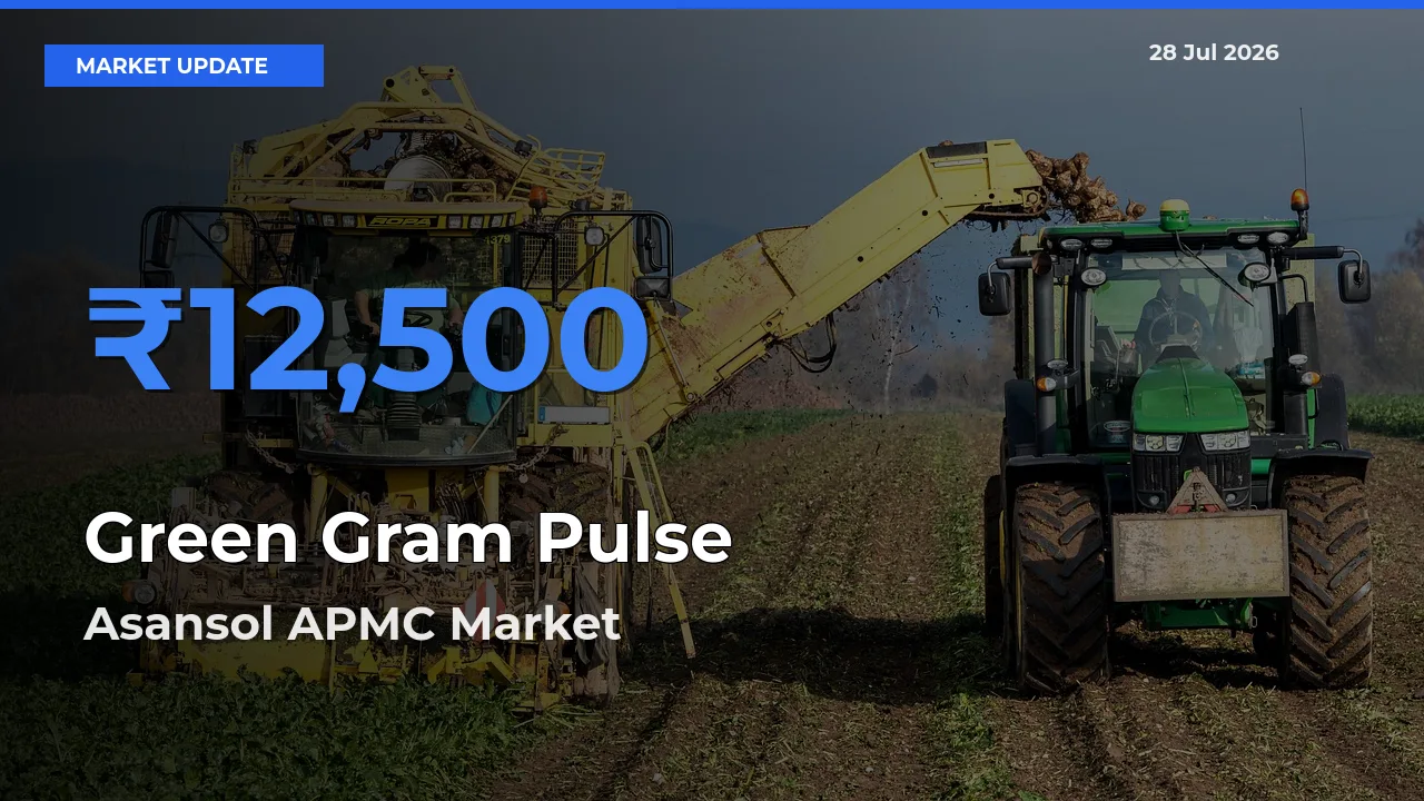 Top Performer! Asansol APMC, Paschim Bardhaman, West Bengal Offers Best Green Gram Pulse Price Today