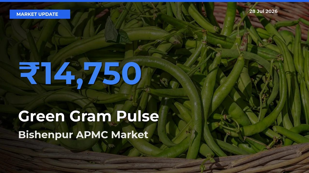 Bishenpur APMC, Bishnupur, Manipur Offers ₹14,750 – Highest Green Gram Pulse Rate Today