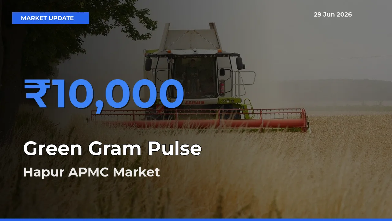 Hapur APMC Records Highest ₹10,000 Rate for Green Gram Pulse