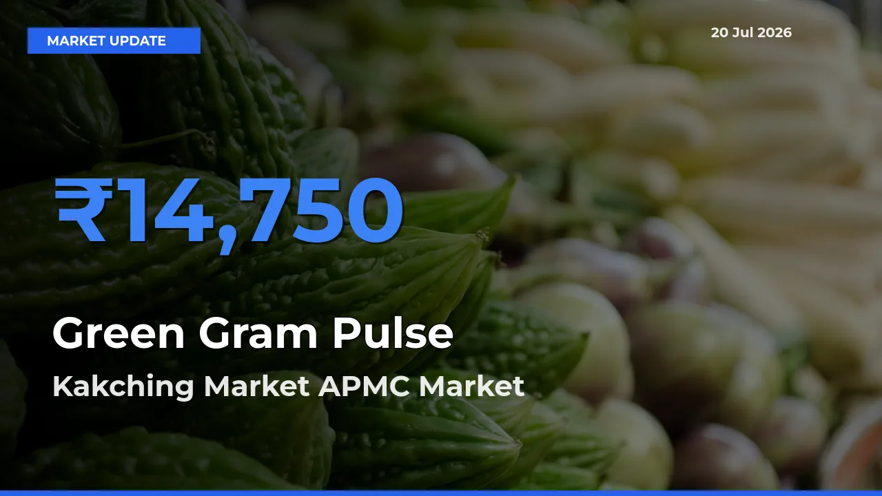 Market Watch: Kakching Market APMC Becomes Top Mandi for Green Gram Pulse